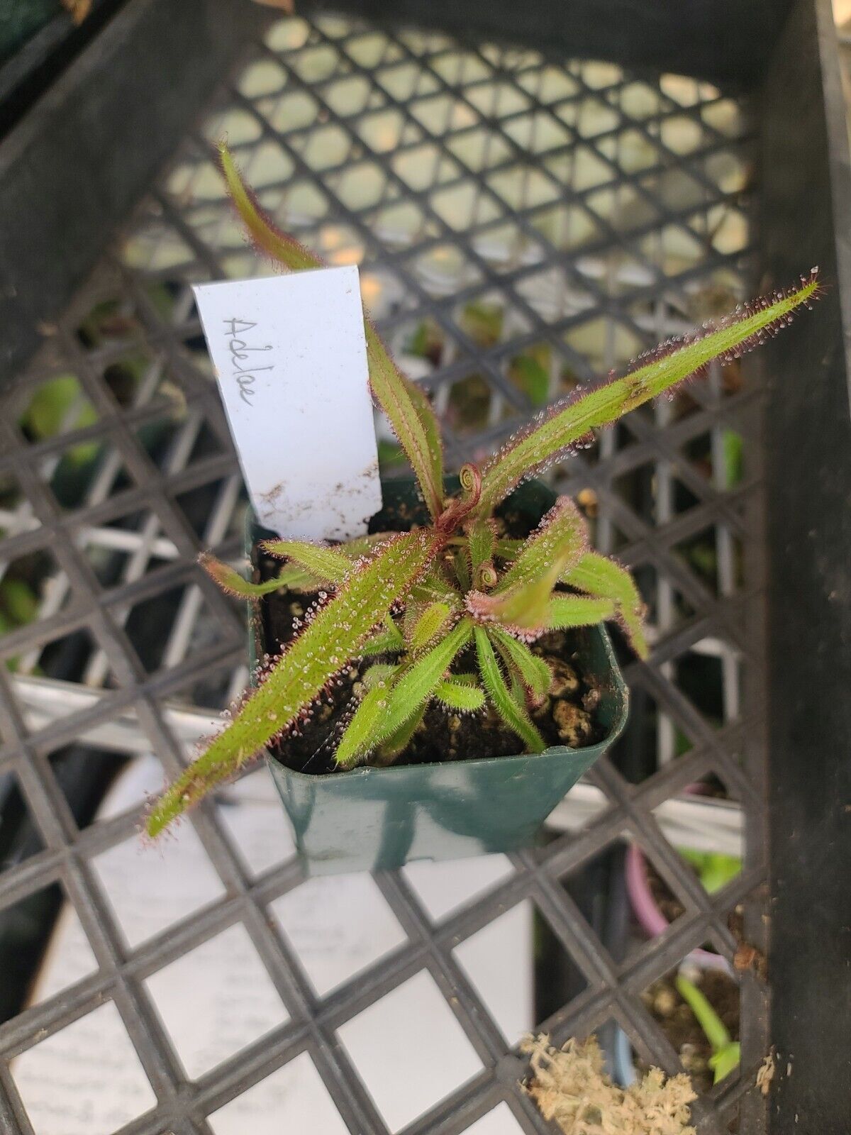 a close up view of a adelae australia tropical sundew in a small multi pot
