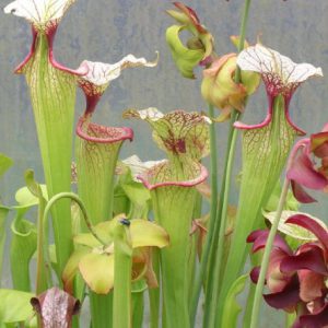 close up view of our mature sarracenia adrian slack pitcher plant