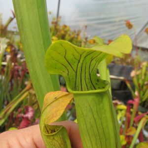 Close-up of a yellow pitcher plant with a blurred background