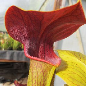 Close-up of a pitcher plant with red interior and yellow exterior.