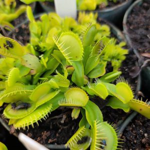 All Green-venus flytrap