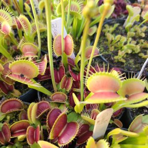 Close-up of Venus flytraps with green and red leaves.