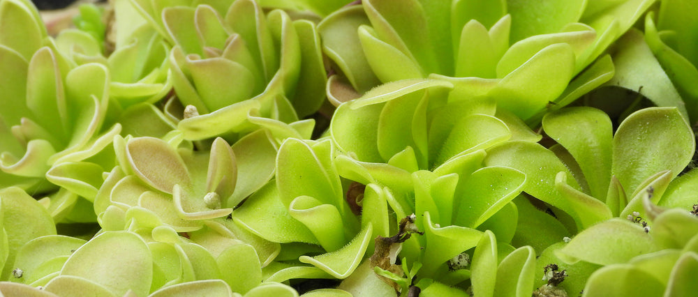 Close-up of green pinguicula leaves with a blurred background