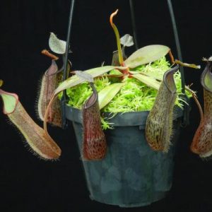 Nepenthes pitcher plants in a pot on a black background
