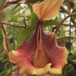 A close-up of a pitcher plant with a large green pitcher and a flared rim in yellow and reddish-orange, held by a gloved hand against a background of green foliage.