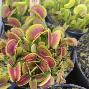 Close-up of Venus flytrap plants with red and green leaves.