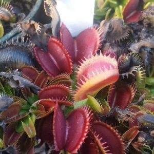 BZ-57-venus flytrap