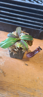 {[(lowii x veitchii) x boschiana] x [(veitchii x maxima) x veitchii]} x edwardsiana BE-4713