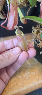 diabolica x burbidgeae BE-4626
