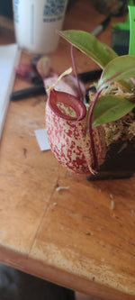 sibuyanensis x ampullaria BE 4584