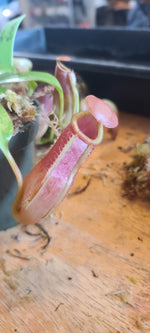 edwardsiana x veitchii – selected clone 2 BE 4671