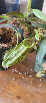 ampullaria x hamata BE-4631