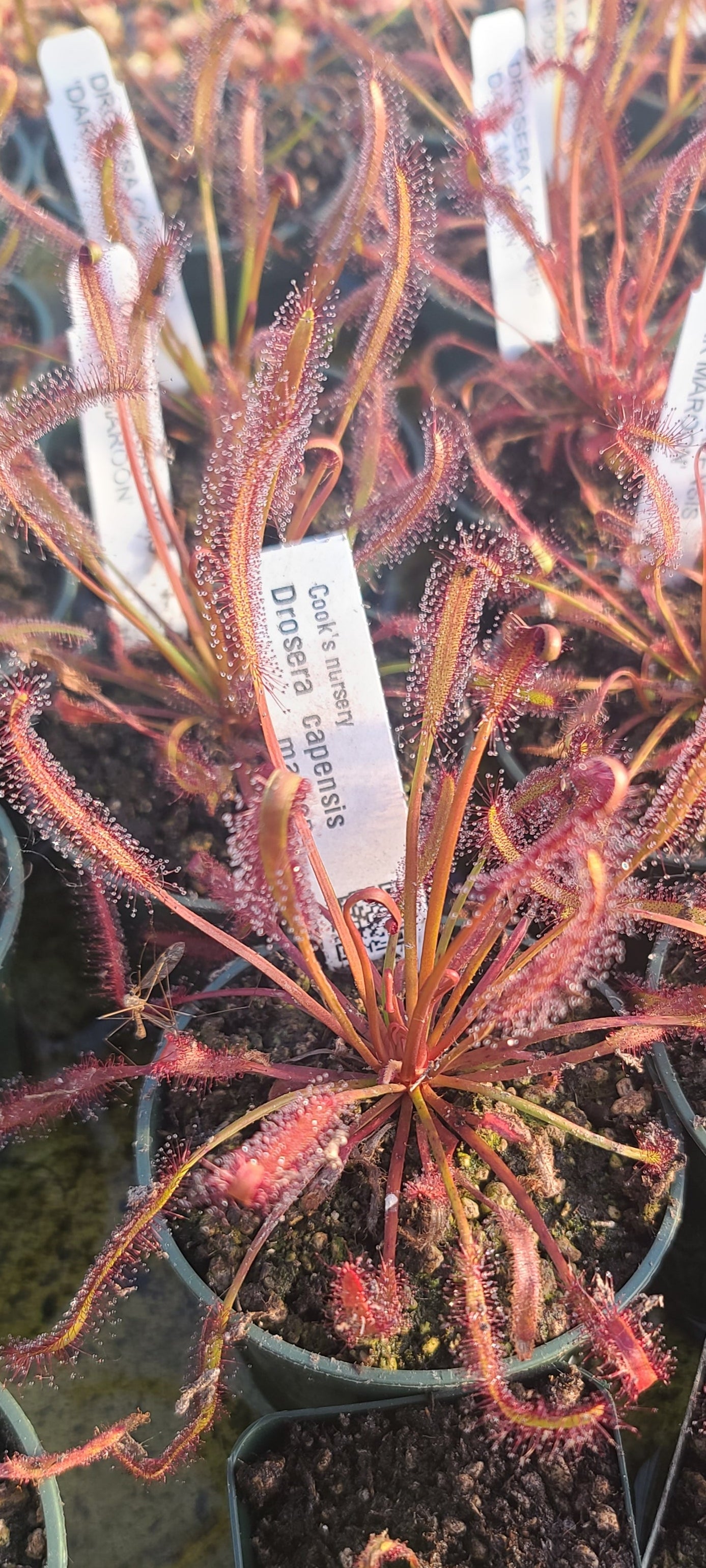 a close up picture of the capensis dark maroon sundew