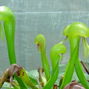 Close up view of a cobra lily