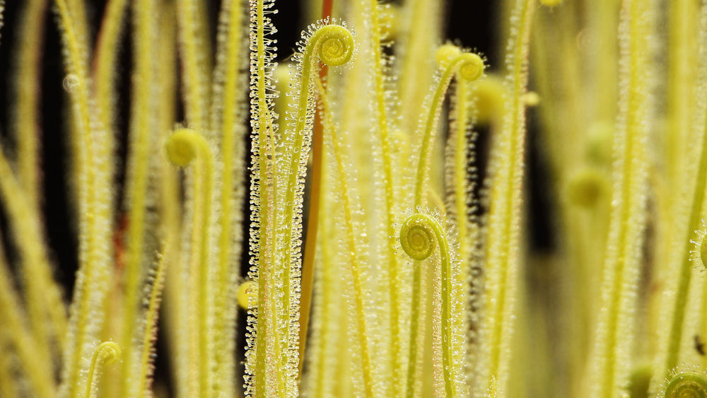 Close-up of a Sun Dew plant with long, thin leaves against a dark background