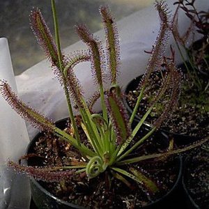 Sundew plant in a pot with a blurred background