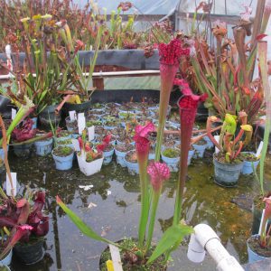 Collection of potted carnivorous plants in a greenhouse setting