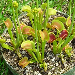 Dente-venus flytrap