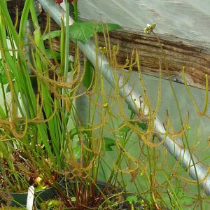 A close up view of a staghorn sundew