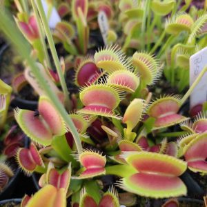 Close-up of Venus flytrap plants with red and green leaves.