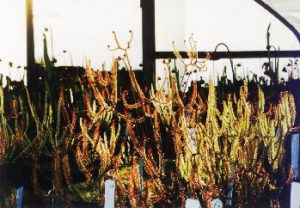 A close up of mixed forked sundews