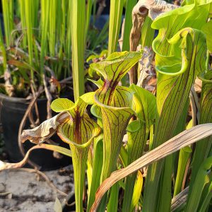 Close-up of a pitcher plant with green leaves and brownish stems in a natural setting.
