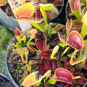 A close up view of a large form of flytrap.