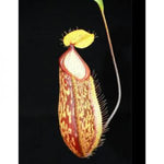 Close-up of a pitcher plant with a dark background
