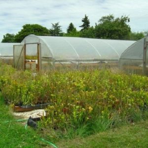 Greenhouse with plants in a field on a cloudy day