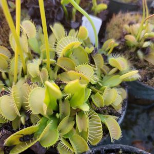 Gremlin-Venus flytrap