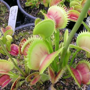 Carnivorous plants with traps in a greenhouse setting