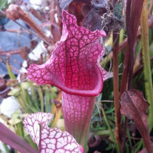 Close-up of a pink pitcher plant with a blurred background