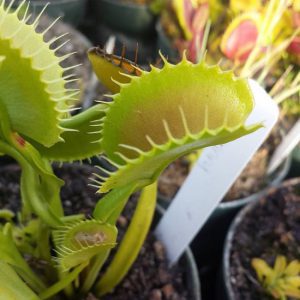 Close-up of a Venus flytrap with a small insect inside, set against a natural background.
