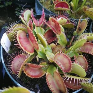 kronos - Venus Fly Trap