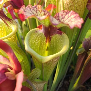 Close-up of carnivorous plant with green and red colors