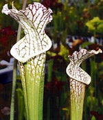 leucophylla typical