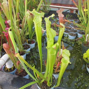 leucophylla green x rubra gulfensis green