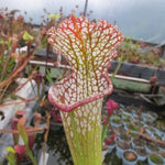 Sarracenia plant with red and white pitcher in a garden setting