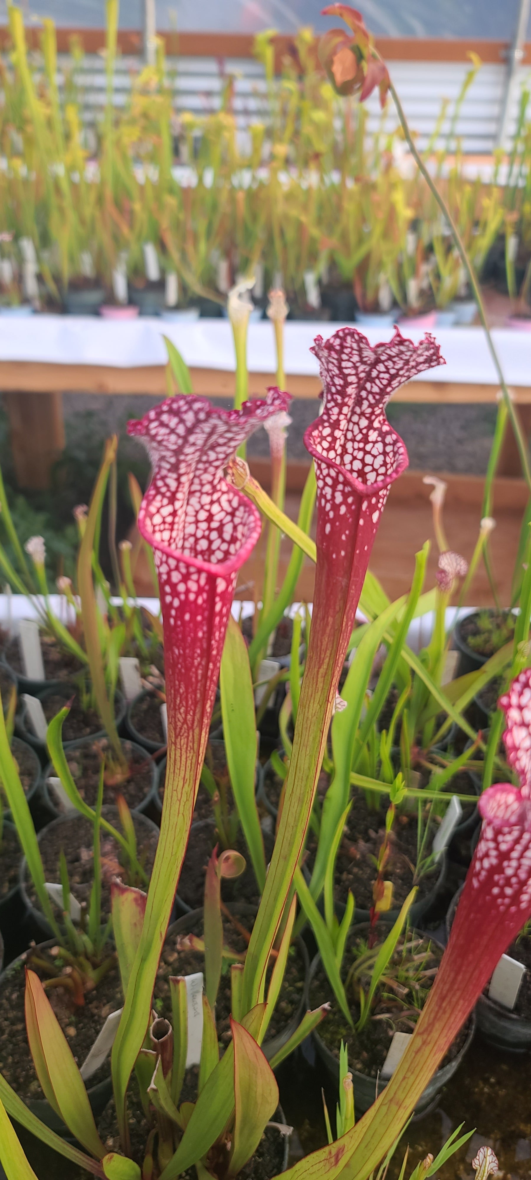 Close-up of a leucophylla Wilkerson Red Rocket Pitcher Plant with green leaves against a blurred background