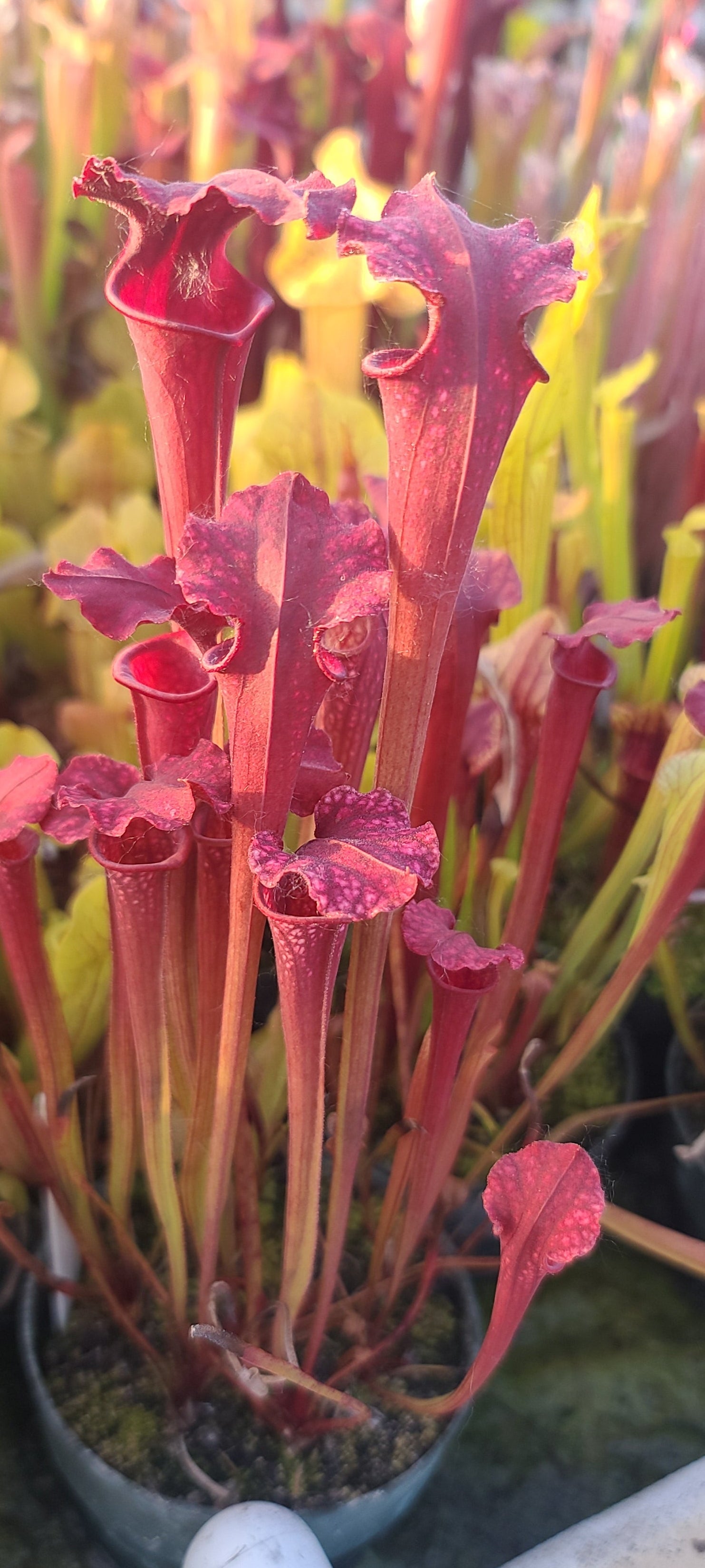 a close up view of the sarracenia leucophylla hurricane creek clone (axf) x flava kimber in a community pot a Galic Creation