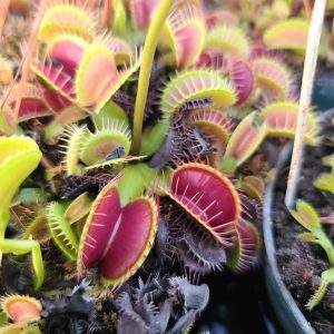 Close-up of Venus flytrap plants in a pot