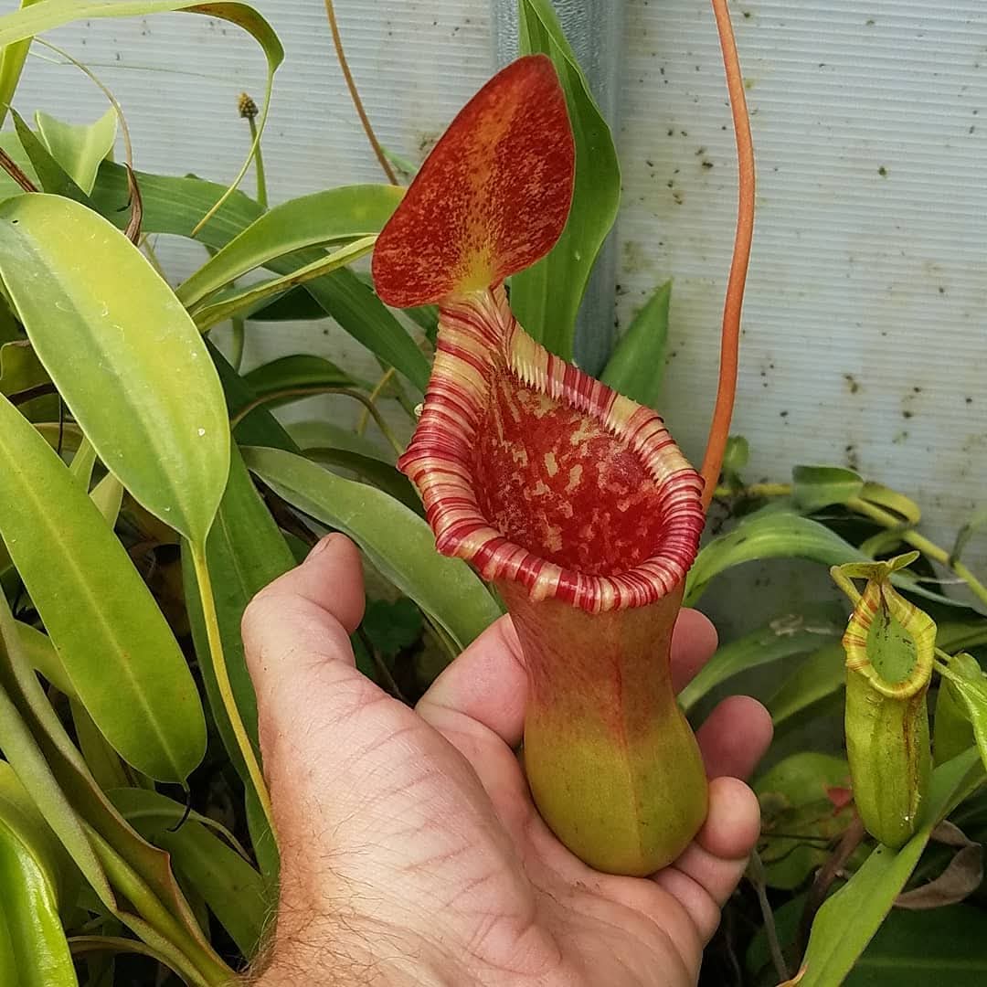 close up of a lowii x ventricosa nepenthes pitcher