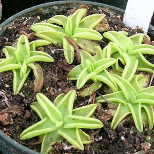 A close up of a butterwort 