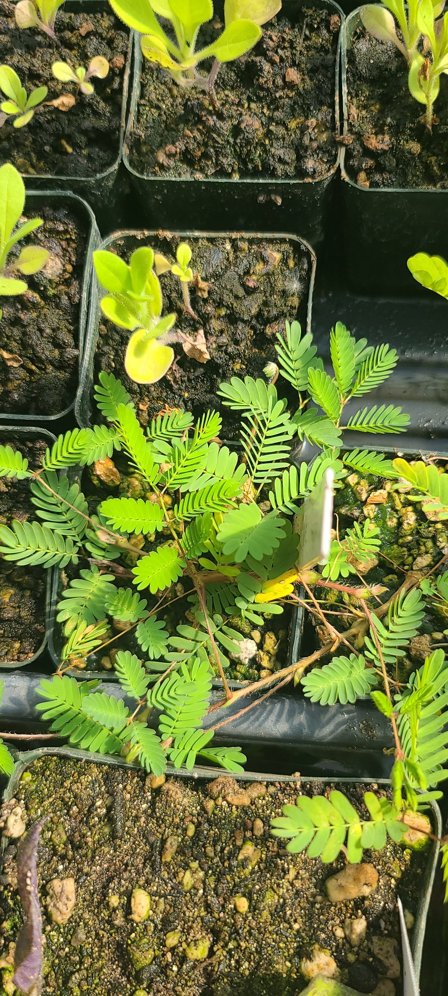 a close up view of the mimosa strigillosa powder puff flower plant
