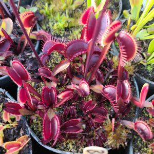 Maroon Monster-venus flytrap