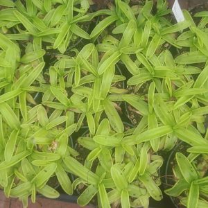 Close-up of a green plant with a blurred background