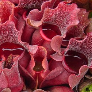 Close-up of a red pitcher plant with detailed texture.