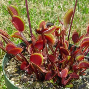 Carnivorous plant with red and green leaves on a natural background