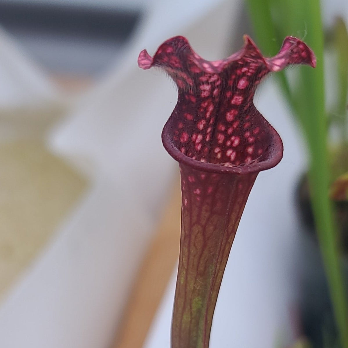 Leucophylla large form x vintners treasure cook's cross