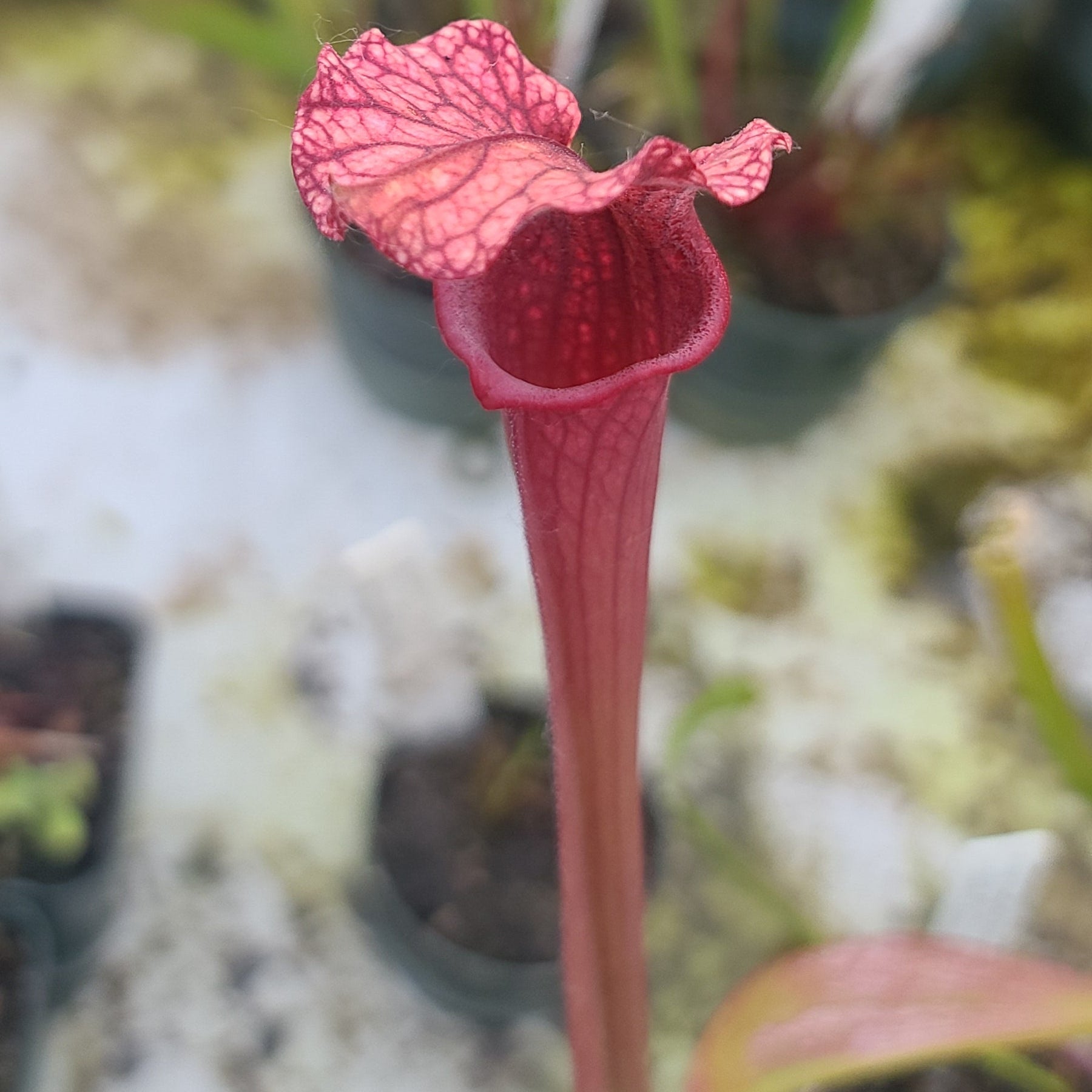 Moorei red cv2 Sunbelle Exotics Cross